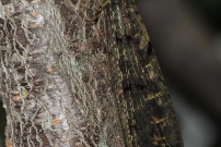 Le Fourmilion longicorne (Neuroptre - Myrmeleontidae - Distoleon tetragrammicus)